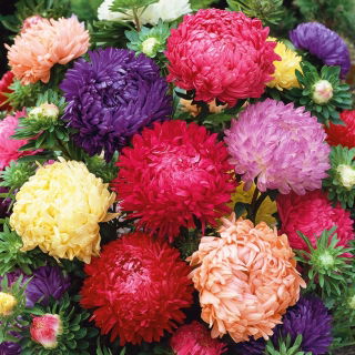 Aster peoniowy - mieszanka