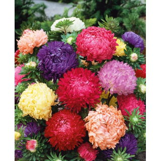 Aster peoniowy - mieszanka