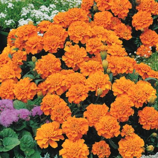 Aksamitka Petite Orange - rozpierzchła