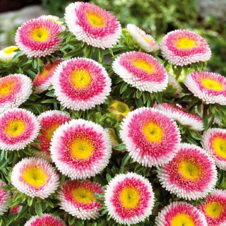 Aster - Hi-No-Maru