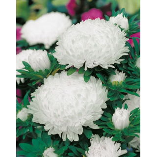 Aster peoniowy - biały