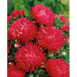 Aster peoniowy - czerwony