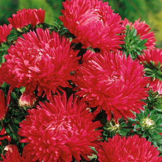 Aster peoniowy - czerwony