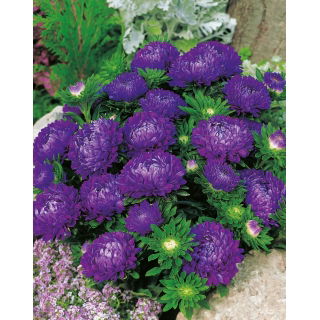 Aster - Milady Deep Blue
