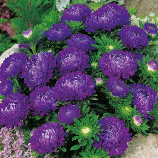 Aster - Milady Deep Blue