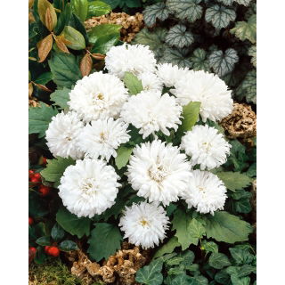 Aster - Milady White