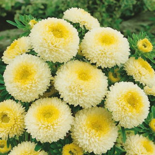 Aster pomponowy - żółty