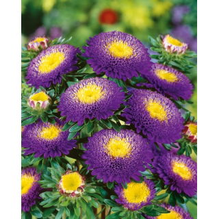 Aster pomponowy - ciemnoniebieski