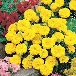 Aksamitka Petite Yellow - rozpierzchła