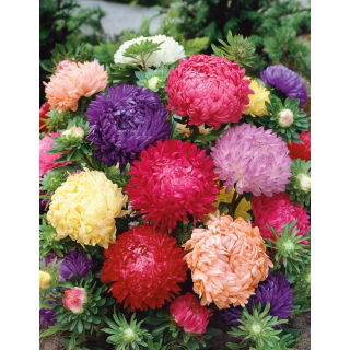 Aster - Duchesse - mieszanka