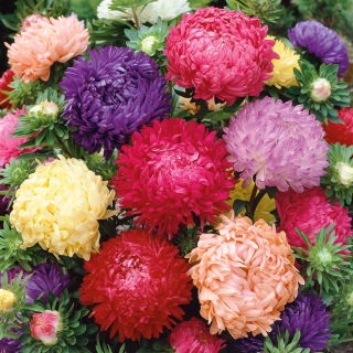 Aster - Duchesse - mieszanka