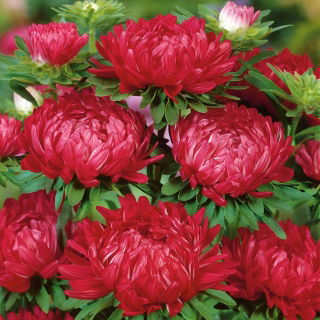 Aster - Duchesse - czerwony