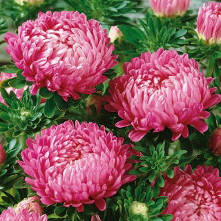 Aster - Duchesse - różowy
