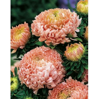 Aster - Duchesse - łososiowy