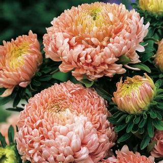 Aster - Duchesse - łososiowy