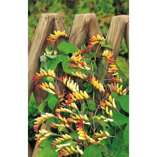 Mina - Mina lobata