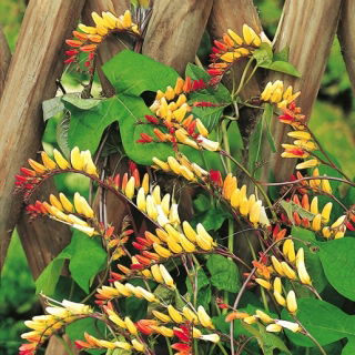 Mina - Mina lobata