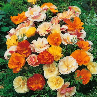 Pozłotka, maczek kalifornijski, eszolcja pełna Ballerina - mieszanka