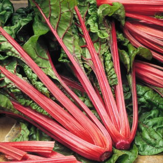 Burak liściowy Rhubarb Chard - czerwony