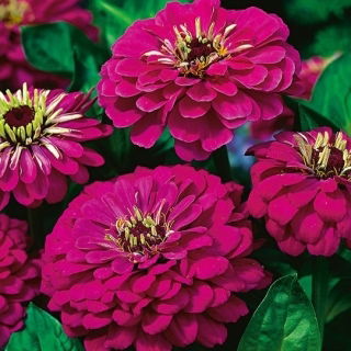 Cynia wytworna daliowa Violet Queen