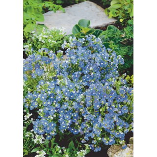 Nemezja powabna Blue Gem