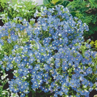 Nemezja powabna Blue Gem