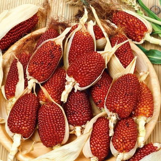 Kukurydza ozdobna Strawberry Corn - truskawkowa!
