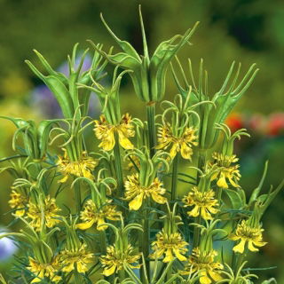 Czarnuszka orientalna