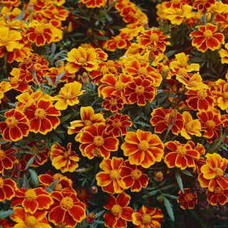 Aksamitka Red Marietta - rozpierzchła