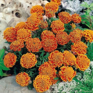 Aksamitka Honeycomb - rozpierzchła