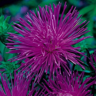 Aster igiełkowy Impresja