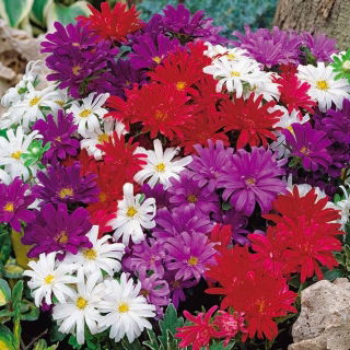 Aster karłowy Pepite - mieszanka