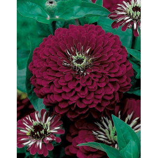 Cynia wytworna daliowa Violet Queen