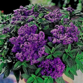 Heliotrop ogrodowy