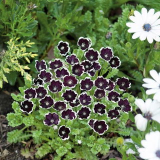 Porcelanka Penny Black