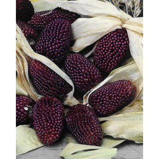 Kukurydza ozdobna Strawberry Corn - truskawkowa!