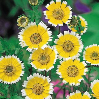 Laja - Layia platyglossa