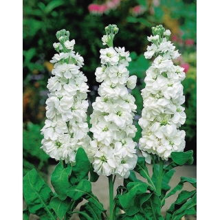Lewkonia letnia Excelsior Avalanche