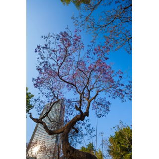 Paulownia omszona - sadzonka