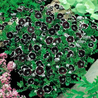 Porcelanka Penny Black