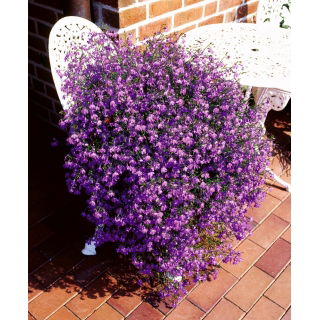 Lobelia zwisła karminowoczerwona