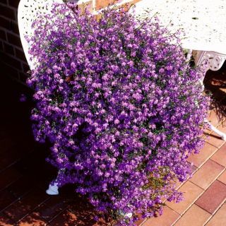 Lobelia zwisła karminowoczerwona