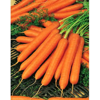 Marchew Amsterdam 3 - 100 gram