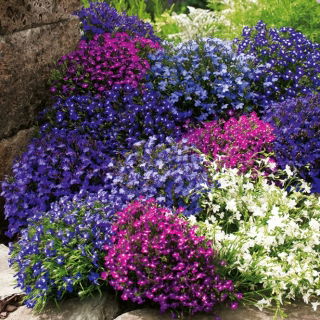 Lobelia przylądkowa - mieszanka kolorów