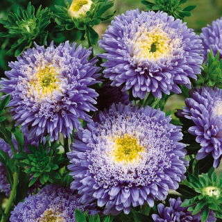 Aster książęcy - niebieski
