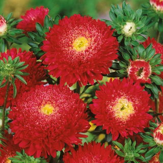 Aster książęcy - czerwony
