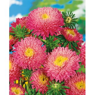 Aster książęcy - różowy