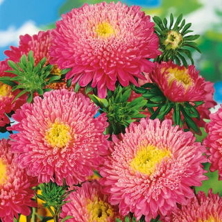 Aster książęcy - różowy