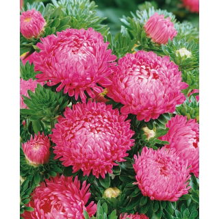 Aster peoniowy - różowy