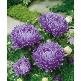 Aster peoniowy - niebieski